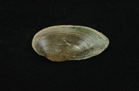 藏品(石蚌)的圖片